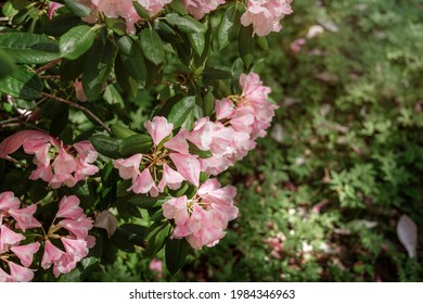 Bush Of Pink Catawba Rhododendron Flowers In A Garden