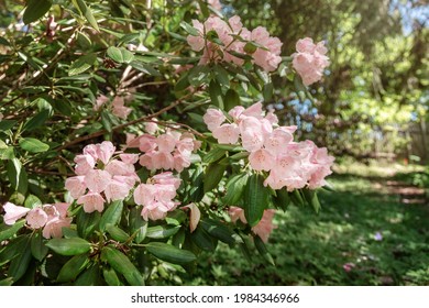 Bush Of Pink Catawba Rhododendron Flowers In A Garden