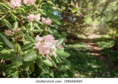 Bush Of Pink Catawba Rhododendron Flowers In A Garden