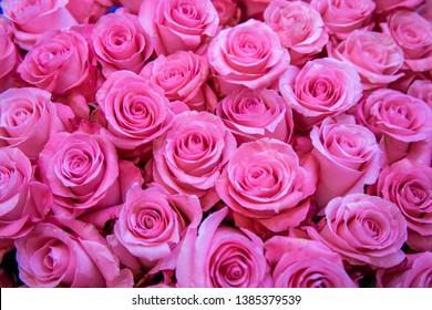 Pink Roses Background Images Stock Photos Vectors Shutterstock