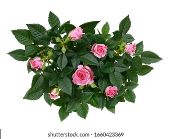 Bush Of Pink Rose Flowers Isolated On White. Top View.