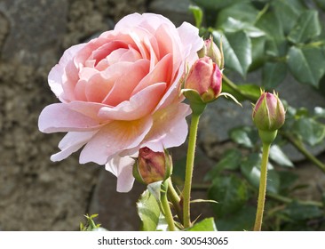 Bush Pink Tea Rose With Buds In The Garden