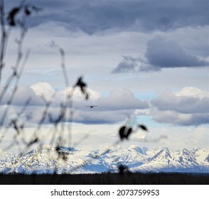 Bush Plane Coming In For A Landing With Alaska Mountain Range In Background Talkeetna Alaska