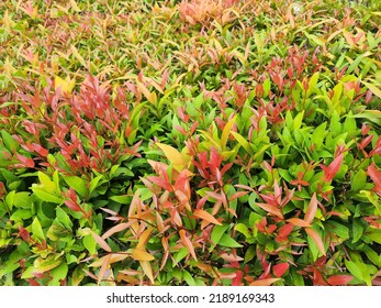 A bush plant with red and green leaves of Australian Rose Apple or named Nandina domestica nandina, Heavenly Bamboo. It is considered a sacred tree Young shoots is popular for worshiping sacred things