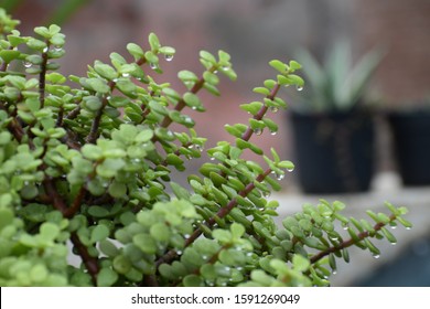 Bush of Portulacaria afra, button jade plant, elephant bush, succulent, Chinese money plant in rain with water drops on leaves