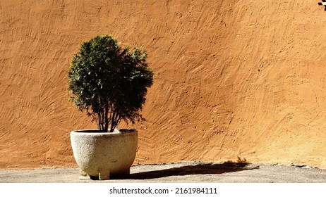 Bush With Pot Against Wall Sidewalk