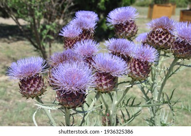 Thistle の画像 写真素材 ベクター画像 Shutterstock