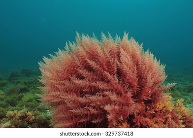 red algae bloom