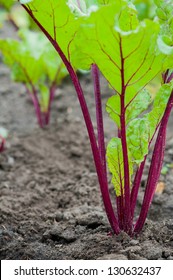 Bush Of Red Beet Growing In Field