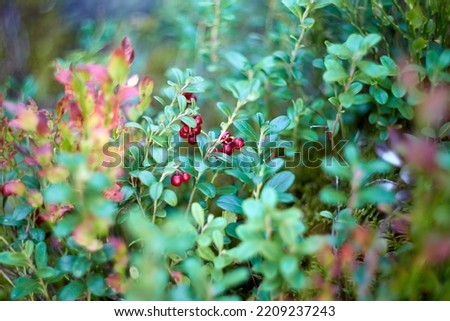 Bush with red cowberries, autumn berries, selective focus. High quality photo