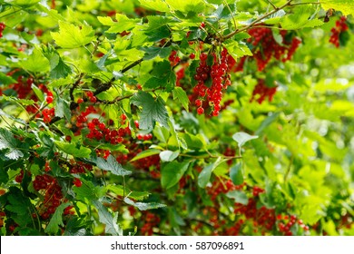 Red Currant Bush Images Stock Photos Vectors Shutterstock - mountain currant bush