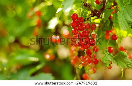 Foto Bild Tomaten Lebensmittel