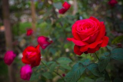 Bush Of Red Roses