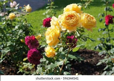 Bush Of Red And Yellow Roses Flowers In Garden