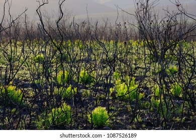 Bush And Revegetation Recovery After Bushfire For Biodiversity