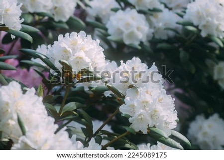 Bush of the Rhododendron in the botanical garden. Beautiful floral background. Decorative summer plants.