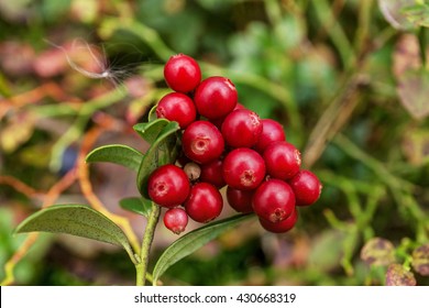 Bush Of Ripe Cranberries Closeup In Early Autumn