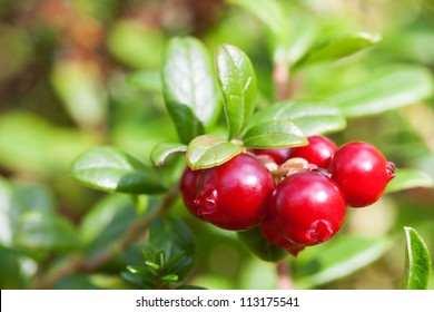 Bush Of Ripe Forest Cranberries Close-up