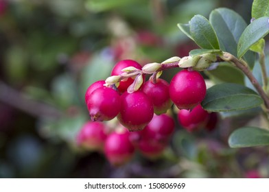 Bush of ripe forest cranberries close-up