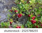 A bush of ripe lingonberries growing on a stump.
Cranberry bush with red berries on a stump close up.