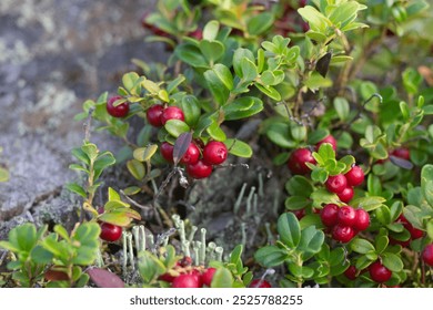 A bush of ripe lingonberries growing on a stump.
Cranberry bush with red berries on a stump close up. - Powered by Shutterstock