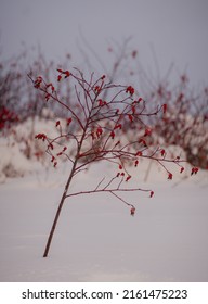 Bush With Ripe Wild Rose Berries Covered With Snow On The Background Of White Snow