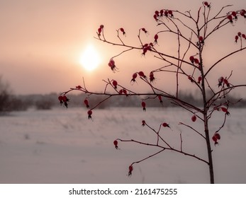 Bush With Ripe Wild Rose Berries Covered With Snow On The Background Of White Snow