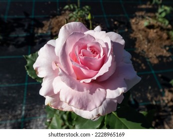 Bush rose plant 'Anna Pavlova' blooming with large, globular, sumptuous flowers in soft delicate pink colour, with deeper shadings in the base in the garden - Shutterstock ID 2228965169
