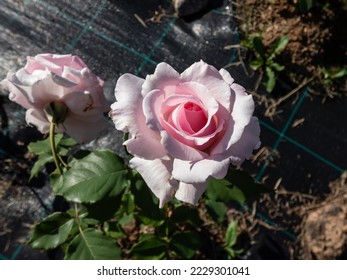 Bush rose plant 'Anna Pavlova' blooming with large, globular, sumptuous flowers in soft delicate pink colour, with deeper shadings in the base in the garden - Shutterstock ID 2229301041