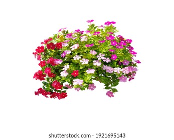 ฺBouquet, bush, shrub of flowers. 
Rose periwinkle. 
primrose. (red, pink)
Rose Four o'clock Flower.
Colorful flowers, primula vulgaris are blooming.
Isolated on white background. (Clipping path) - Powered by Shutterstock