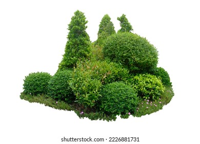 Bush shrub green tree isolated tropical plant with clipping path. - Shutterstock ID 2226881731