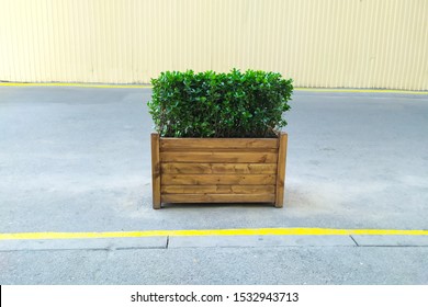 Bush Or Shrub Trimming In Wood Planter On Street Decorative.