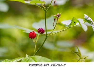 
Bush of small wild raspberries growing in the middle of the forest