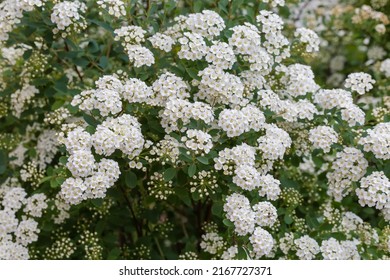 Bush of spiraea with clusters of small white flowers and flowerbuds at the start of bloom, close-up in selective focus