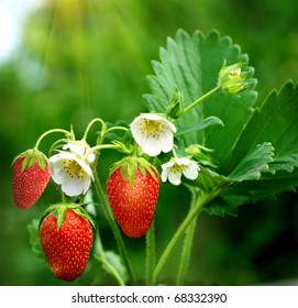 Bush Of Strawberry