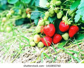 Bush of strawberry with red and green berries in the farm, 