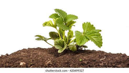 Bush Of Strawberry In Soil Isolated On White Background