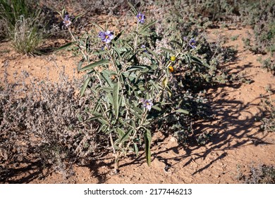 Bush Tomato Plant, Wild Native Australian Tomato Found In The Arid Regions. Flinders Ranges, Outback South Australia.