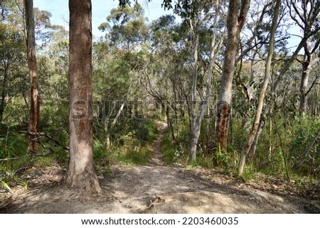 bush trail with gum trees