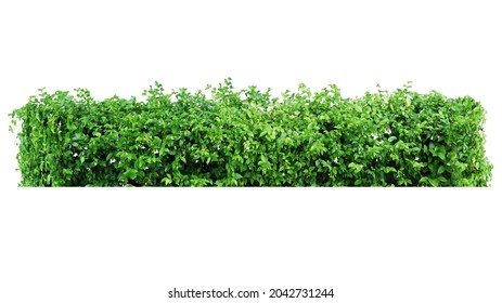 bush tree  isolated include clipping path on white background - Shutterstock ID 2042731244