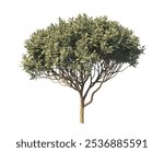 bush tree isolated on white background. Single Tropical plant fence bush. green shrub tree isolated on white background. Side View of bush with leaves. Shrub tree for garden decoration.