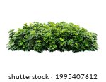 bush tree plant isolated include clipping path on white background