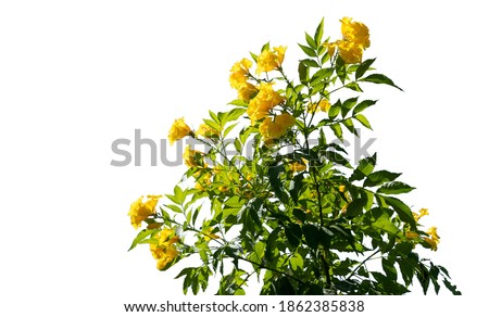 Bush tree yellow flower with on isolated white background with copy space and clipping path.