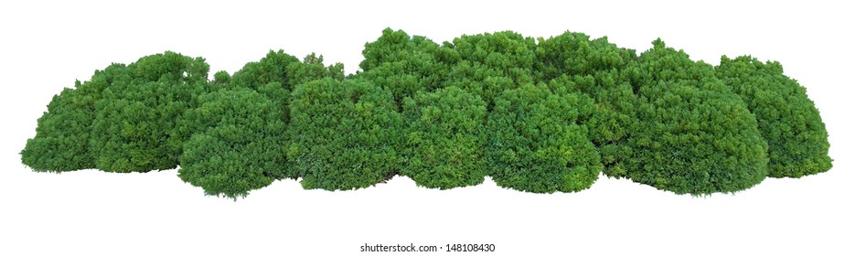Bush trimmed into round shape - Shutterstock ID 148108430