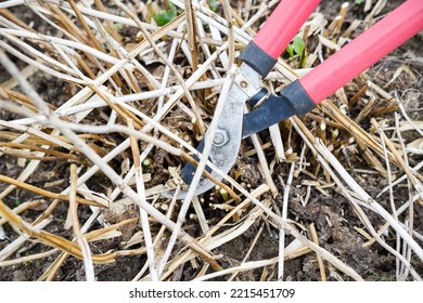 Bush Trimming By A Garden Pruner.