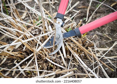 Bush Trimming By A Garden Pruner.