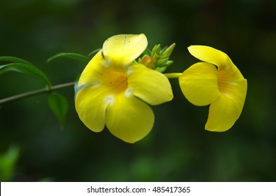 Ghonta Ful ঘন ট ফ ল Allamanda Neriifolia