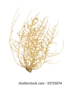 Bush Of Tumbleweed, Isolated On White Background