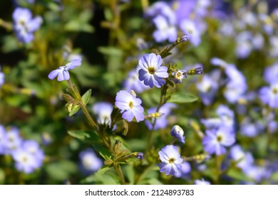 Bush violet flowers - Latin name - Browallia americana