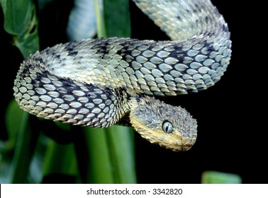 Bush Viper